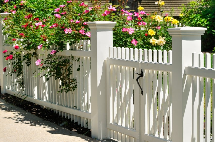 White Picket Fence Gate with Yellow, Pink and Red Roses