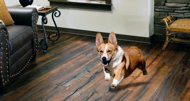 Hickory wood flooring goes perfectly with pets