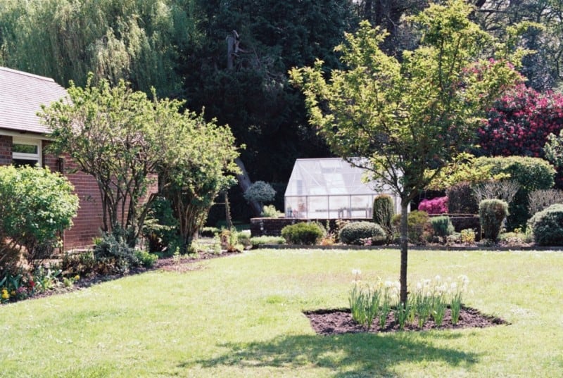 A complete yard with trees and a greenhouse
